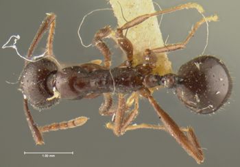 Media type: image; Entomology 22873   Aspect: habitus dorsal view